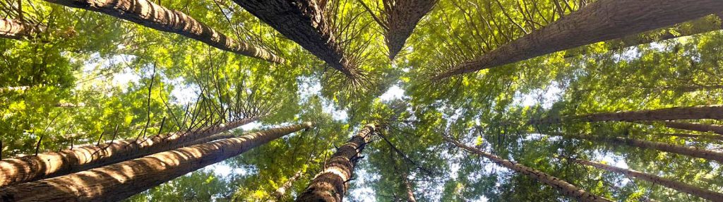 Canopy of forest