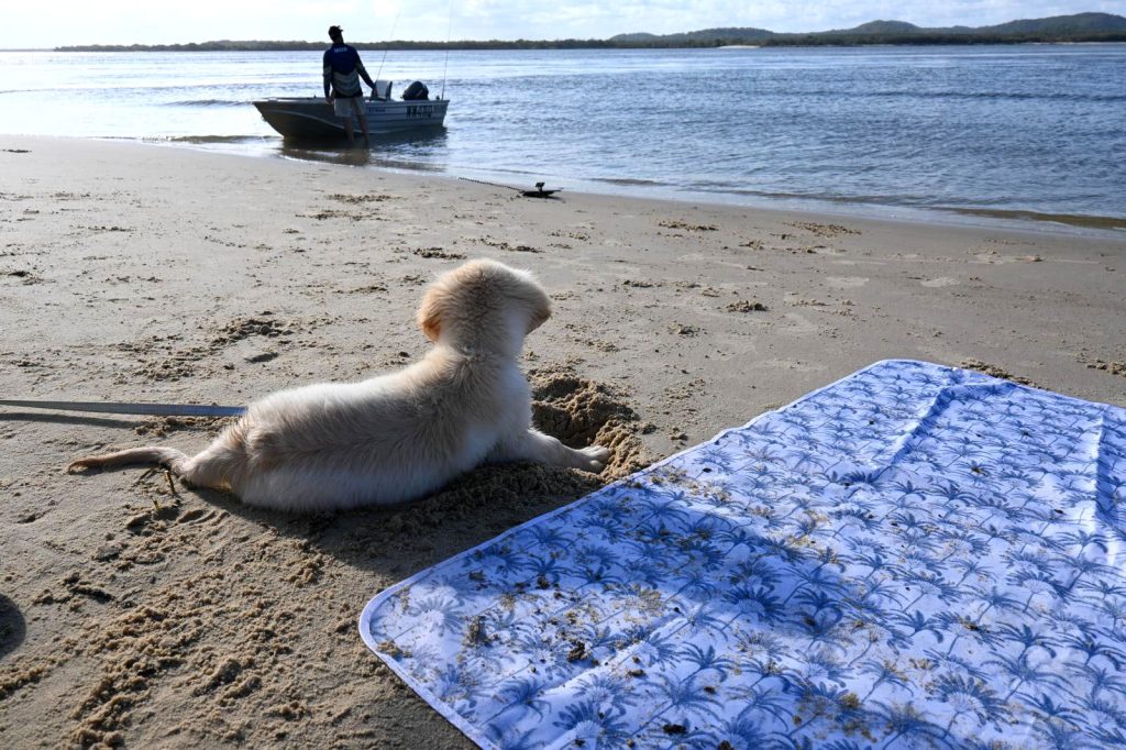 travelling with furry friends